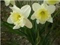 narcisi